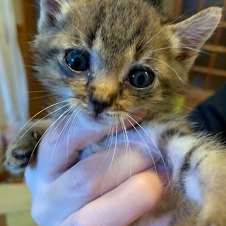 保護猫です。里親募集してます