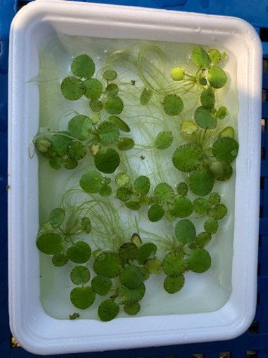 オオサンショウモ10株単位で販売 Zinkun 日生中央のその他の中古あげます 譲ります ジモティーで不用品の処分