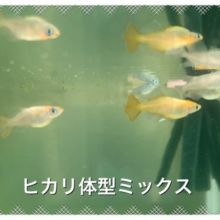 メダカ⭐️めだか ヒカリ体型ミックス　稚魚　10匹
