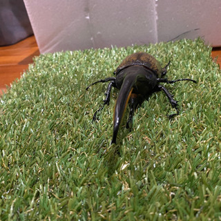 ヘラクレスオオカブト　成虫　♂１匹