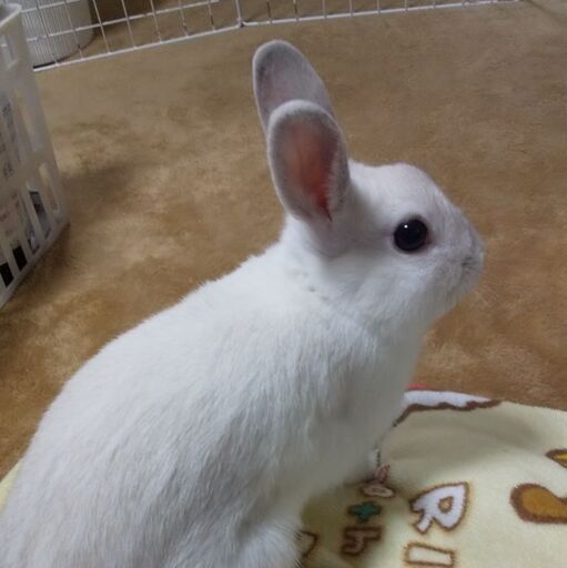うさぎ6ヶ月男の子ネザーランドドワーフ ふー 姫路のその他の里親募集 ジモティー うさぎ6ヶ月男の子ネザーランドドワーフ ふー 姫路のその他の里親募集 ジモティー