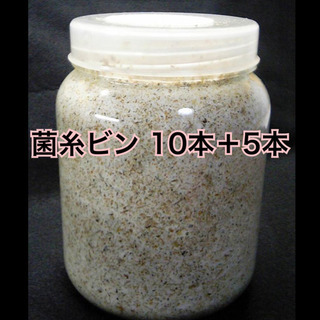 【激安】オオクワ専用菌糸ビン 830ml 10本＋SRD菌糸ビン...