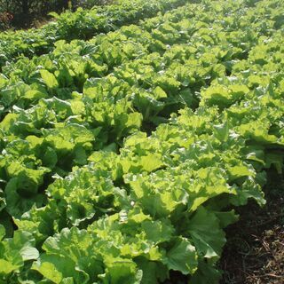 不耕起、草生、無肥料、無農薬の野菜、米づくりのお手伝いをしてくれる方募集。 - 幡多郡