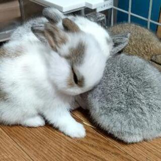 小動物ブリーダーゆう 小動物専門ブリーダー 可児のペットショップの無料広告 無料掲載の掲示板 ジモティー