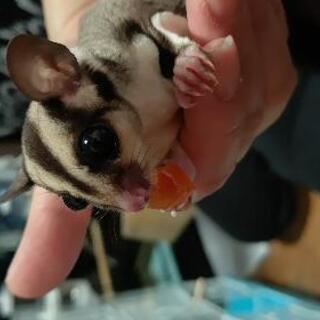 小動物ブリーダーゆう 小動物専門ブリーダー 可児のペットショップの無料広告 無料掲載の掲示板 ジモティー