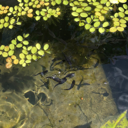 黒メダカ 小川ブラック ペア500円 5匹1000円 施設利用格安でお譲りします りあ 大曲のその他の中古あげます 譲ります ジモティーで不用品の処分