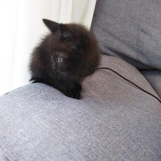 群馬県 伊勢崎市の猫の里親募集 ジモティー