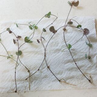 中古ハートカズラが無料 格安で買える ジモティー