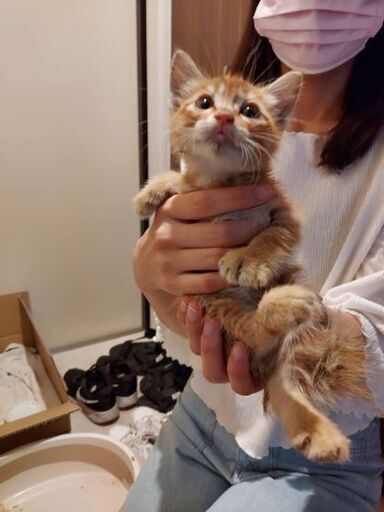 生後1ヵ月茶トラ子猫メス小顔さん このこの 福間の猫の里親募集 ジモティー