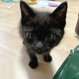 子猫生後1か月　男の子　里親募集