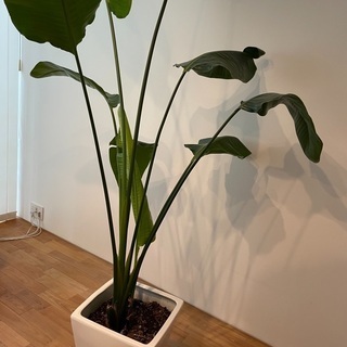 大型　観葉植物　オーガスタ