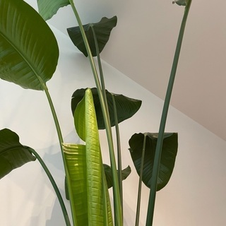 大型　観葉植物　オーガスタ