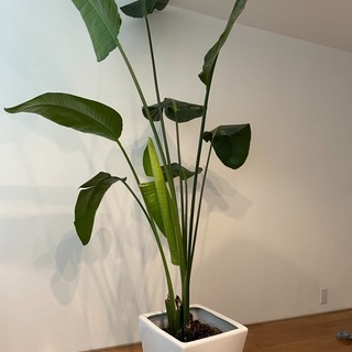 大型　観葉植物　オーガスタ