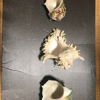 貝殻３つセット