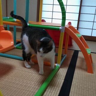 完全室内飼育　避妊・ワクチン済 - 里親募集