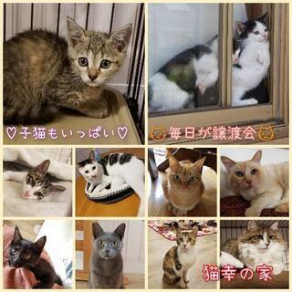 子猫がいっぱい！保護猫譲渡会♡毎日開催！！