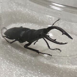 【ワイルド個体☆長崎県産】ノコギリクワガタ オス 52mm