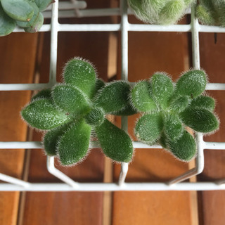 多肉植物 ヒントニー カット苗