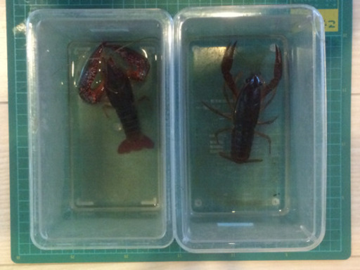 天然 アメリカザリガニ 飼育 観賞 ザリガニ釣り用 Shiren 稲積公園のその他の中古あげます 譲ります ジモティーで不用品の処分