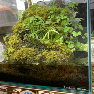 高品質 ☆カエル・メダカ飼育にオススメ！！コケリウム・テラリウム  