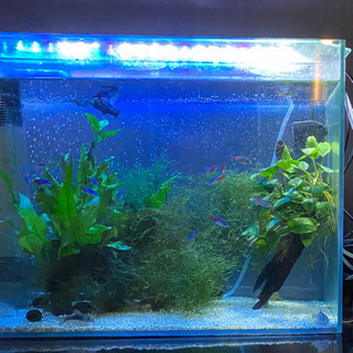 中古オーバーフロー水槽が無料 格安で買える ジモティー