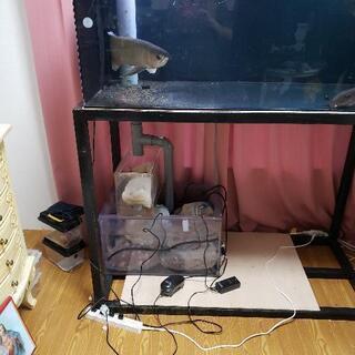 その他 水槽と生体 1200オーバーフローセットで。