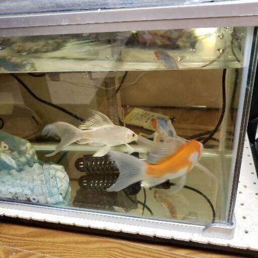 水槽と生体のセットで