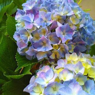 【sold out！】レインボーカラーの紫陽花♡鉢植え