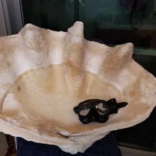 🐚 オオシャコガイ オオシャコ貝 シャコ貝 巨大 大型品 🐚