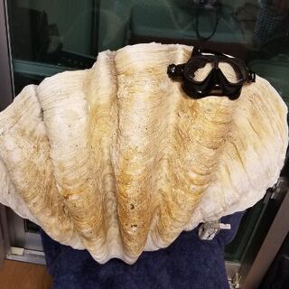 大シャコ貝４７センチ 大シャコ貝47センチ