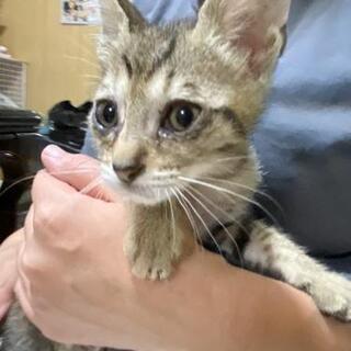 里親さん決まりました♡急募！キジ子猫♡生後2ヶ月くらい − 熊本県