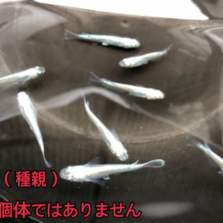 売約済【若魚10匹500円】スーパー幹之メダカ