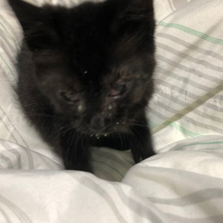 黒猫♀生後2ヶ月