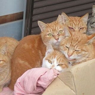 ありがとうございました りえ 酒々井の猫の里親募集 ジモティー