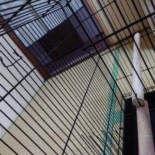 鳥ゲージ　二羽飼い　仕切り　アメリカ　プレビューペット社製