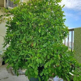 ミラクルフルーツの木