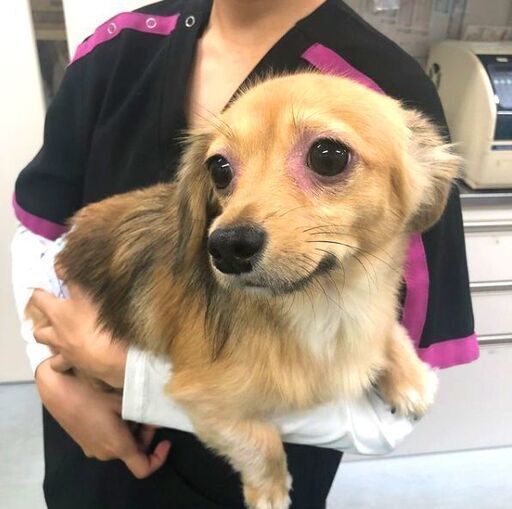 パート アルバイト 動物病院での動物看護師 Aht のお仕事 兼 ネット販売スタッフ タガワアニマル 生駒のその他の無料求人 広告 アルバイト バイト募集情報 ジモティー