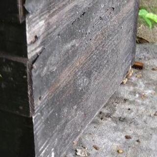 山で蜂入っていました。よかったらお譲りします。