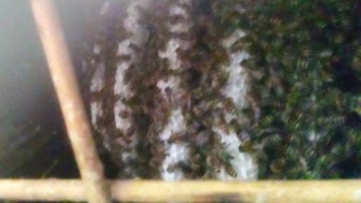 ストア 山で蜂入っていました。よかったらお譲りします。 