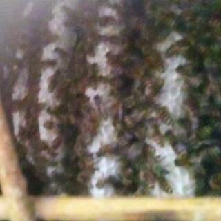 山で蜂入っていました。よかったらお譲りします。