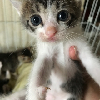 里親様　決まりました⭐️ありがとうございました☺️ - 豊明市