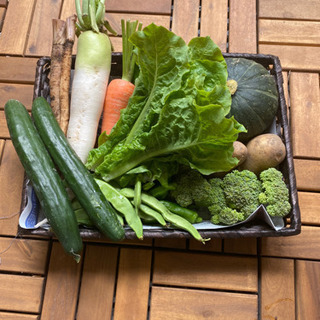 兵庫県の実家で今朝採り野菜