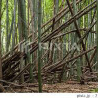 竹やぶの伐採します