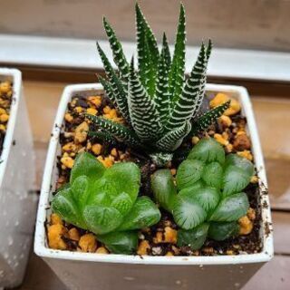 【残り１つ】ハオルチア寄せ植え②