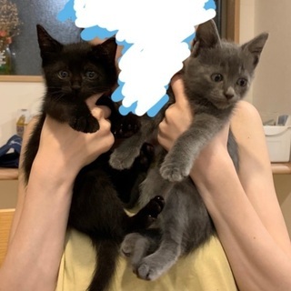 最速 熊本 保健所 猫 里親