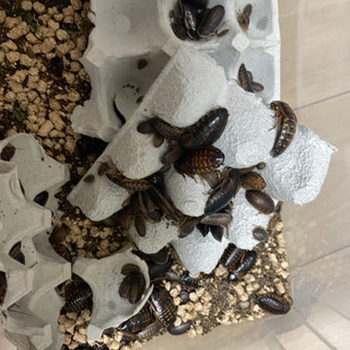 デュビアコロニー丸ごと