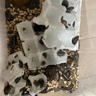 デュビアコロニー丸ごと デュビアコロニー丸ごと