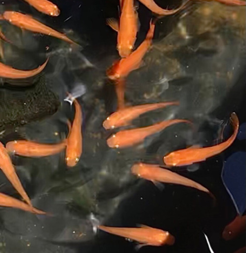 紅帝メダカ 朱赤メダカの新種です 1匹80 100円 きゅう 山梨市のその他の中古あげます 譲ります ジモティーで不用品の処分