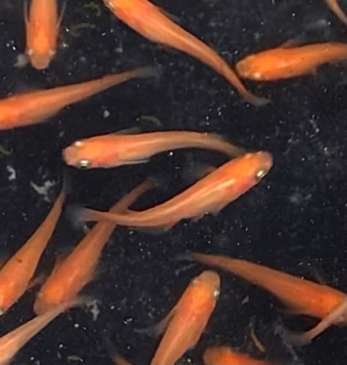 紅帝メダカ 朱赤メダカの新種です 1匹80 100円 きゅう 山梨市のその他の中古あげます 譲ります ジモティーで不用品の処分