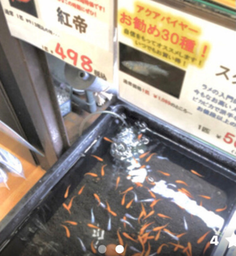 紅帝メダカ 朱赤メダカの新種です 1匹80 100円 きゅう 山梨市のその他の中古あげます 譲ります ジモティーで不用品の処分